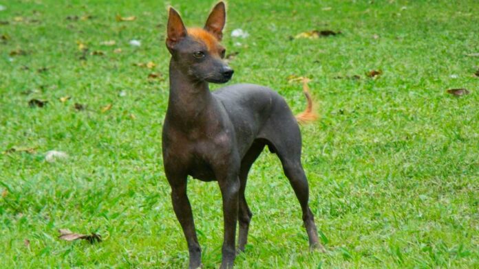 viringo-cane-peruviano-senza-pelo